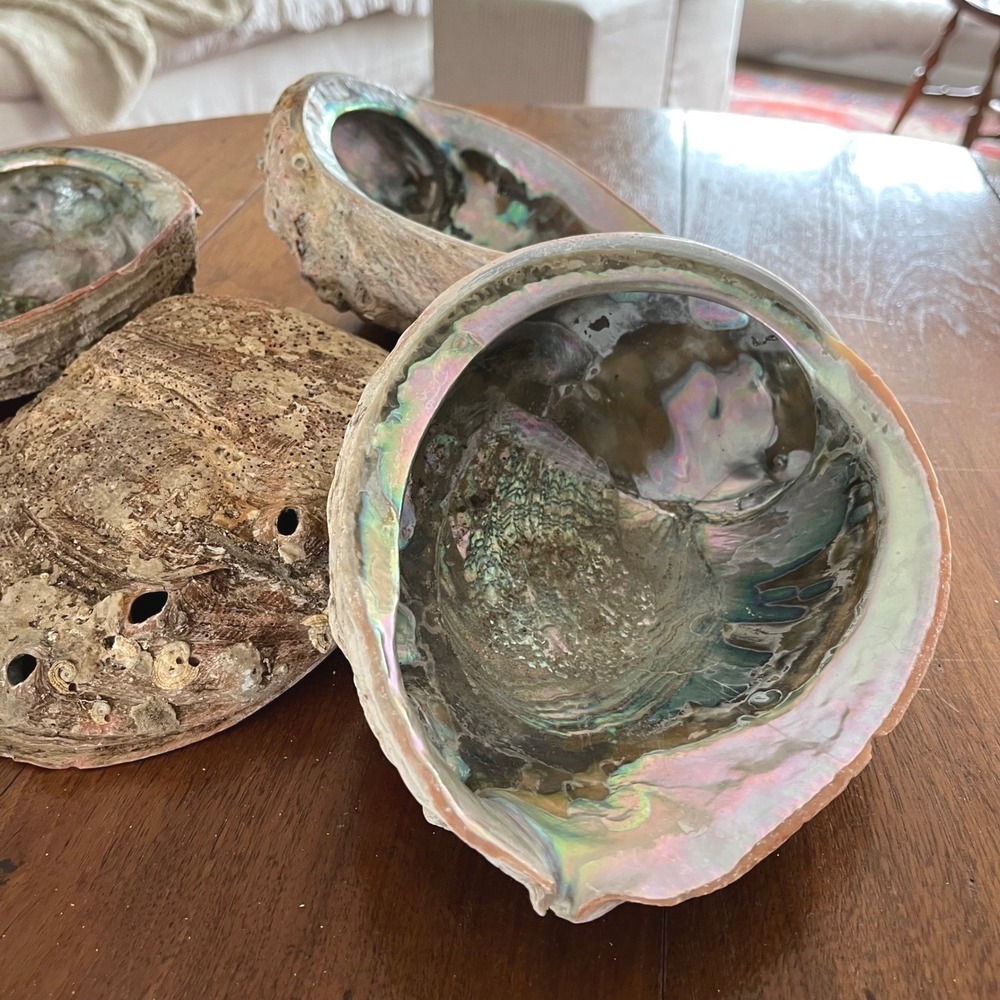 Natural Abalone Large Shell - Picture 1 of 16